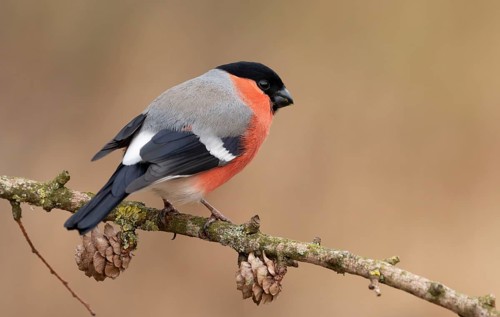 Eurasian Bullfinch (Pyrrhula pyrrhula) male perched on a branch, Lower Saxony, Germany