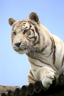 Bengal tiger, white form (Panthera tigris tigris), white tiger, Bengal tiger, Indian tiger, adult,