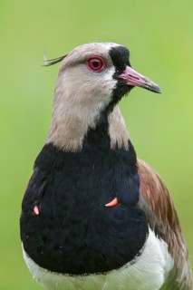 Southern Lapwing (Vanellus chilensis) on the ground in the Atlantic rainforest of southeast Brazil