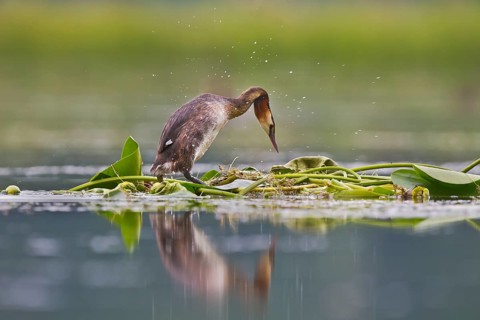 Great Crested Grebe (Podiceps cristatus) on nest, Bavaria, Germany