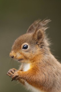 Red squirrel (Sciurus vulgaris) adult animal head portrait, Yorkshire, England, United Kingdom