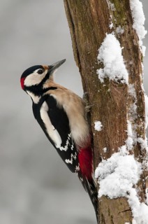 Great Spotted Woodpecker (Dendrocopos major) perched on branch in the snow in winter, Belgium