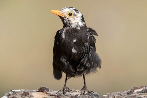 Common Blackbird (Turdus merula) male, Castile and Leon, Spain