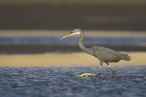 Western Reef Heron (Egretta gularis), Oman