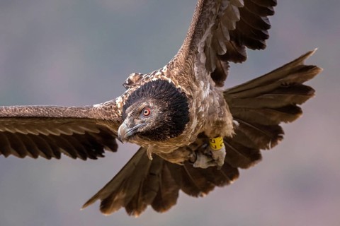 Bearded Vulture (Gypaetus barbatus) juvenile flying, Aragon, Spain