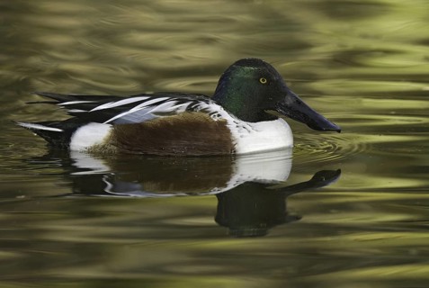 Northern Shoveler (Spatula clypeata) male, Arizona, USA