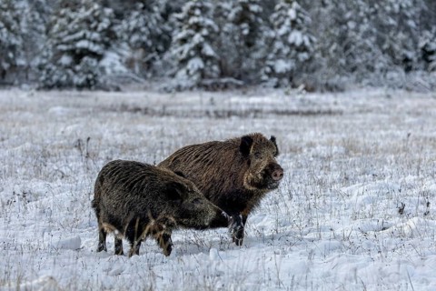 The wild boar (Sus scrofa) poses imposingly next to the wild boar, while the latter assumes a
