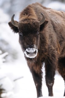 Bison in the snow with frosty nose and wintry surroundings, bison (Bos bonasus), Bavarian Forest