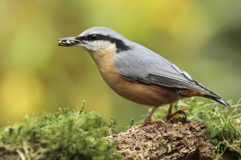 Eurasian Nuthatch (Sitta europaea), Lower Saxony, Germany