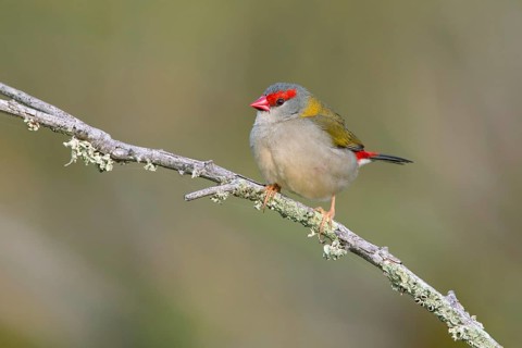 Red-browed Finch (Neochmia temporalis), Victoria, Australia