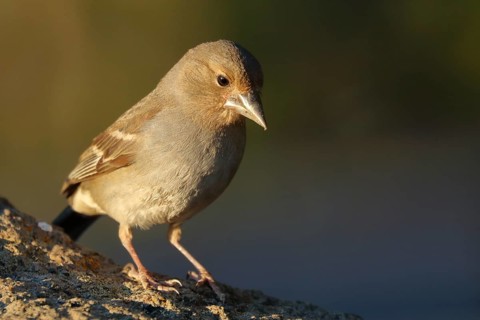 Blue Chaffinch (Fringilla teydea) female at feeder, Tenerife, Spain