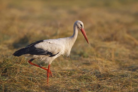 White Stork (Ciconia ciconia) male, North Rhine-Westphalia, Germany