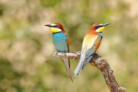 European bee-eater (Merops apiaster) two animals sitting on a branch, pair of animals, Lake