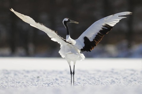 Red-crowned Crane (Grus japonensis) calling, Hokkaido, Japan