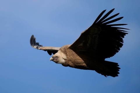A majestic griffon vulture gliding gracefully through the clear blue sky, showcasing its impressive