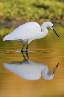 Little Egret (Egretta garzetta), Castile-La Mancha, Spain