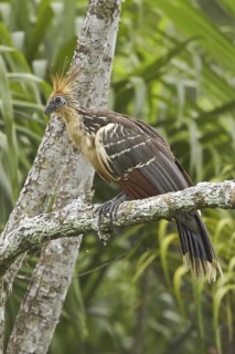 Hoatzin (Opisthocomus hoazin), Ecuador