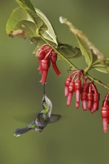 Crowned Woodnymph (Thalurania colombica fannyae), Ecuador