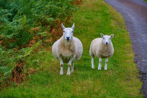Two sheep standing side by side in a meadow next to a paved road, Syre, Kinbrace, Scotland, United