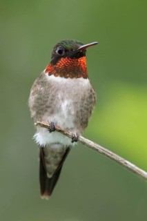 Ruby-throated Hummingbird (Archilochus colubris) perched on a branch in southern Ontario, Canada