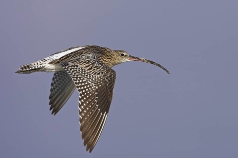Eurasian Curlew (Numenius arquata) flying, Oman