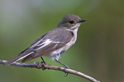 European Pied Flycatcher (Ficedula hypoleuca) female, Rhineland-Palatinate, Germany