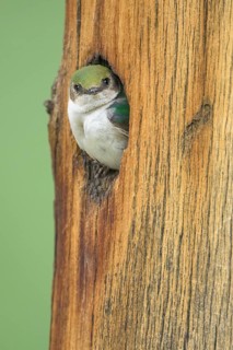 Violet-green Swallow (Tachycineta thalassina) peering out from the nesting cavity in a tree trunk,