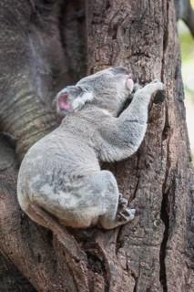 Koala (Phascolarctos Cinereous) resting on a tree, Brisbane, Queensland, Australia