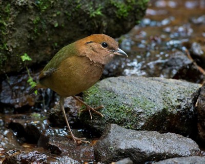 Rusty-naped Pitta (Hydrornis oatesi), Thailand