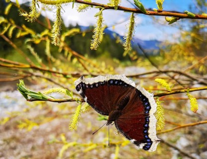Trauermantel (Nymphalis antiopa) sitzt im Frühling auf blühender Weide in den Alpen, Bayern,