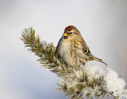 Common Redpoll (Acanthis flammea) female, Saskatchewan, Canada