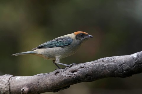 Scrub Tanager (Tangara vitriolina) perched on a branch, Pichincha, Ecuador