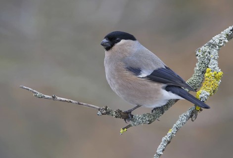 Eurasian Bullfinch (Pyrrhula pyrrhula) female, Saxony, Germany