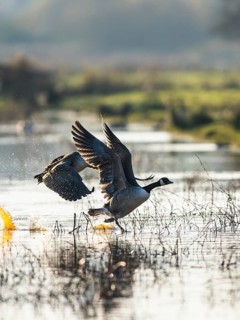 Canada Goose (Branta canadensis) birds in flight over Marshes at winter time