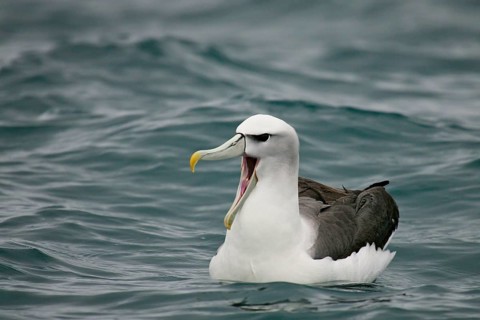 Shy Albatross (Thalassarche cauta), Kaikoura, New Zealand