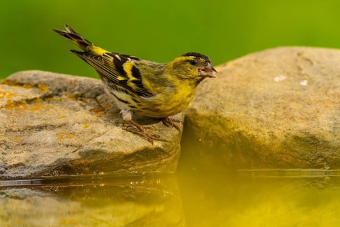 A vibrant European siskin, Spinus spinus, perched on a mossy stone, drinking from a water body,