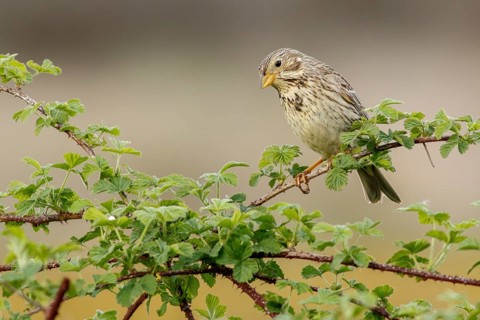 Corn Bunting (Emberiza calandra), perched on a branch, Galicia, Spain