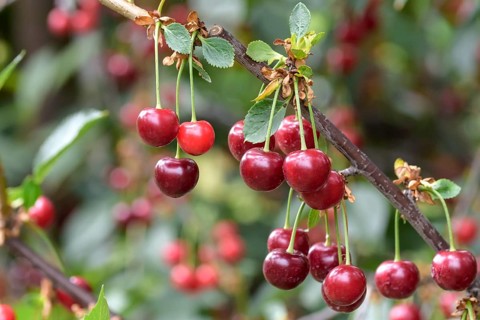 Sour cherry (Prunus cerasus SCHATTENMORELLE), Bonn type,  Austria