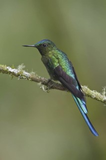 Long-tailed Sylph (Aglaiocercus kingii), Ecuador