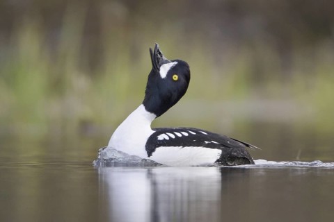 Barrow's Goldeneye (Bucephala islandica) male, British Columbia, Canada