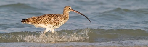 Eurasian curlew, curlew, (Numenius arquata), snipe family, biotope, habitat, feeding cue Al Ghidin,