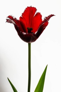 Red tulip (Tulipa) with jagged leaves in front of a white wall