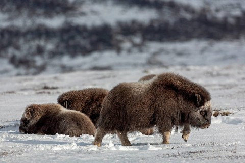 A group of musk oxen (Ovibos moschatus) relaxes in the winter tundra, a calf is bored and moves