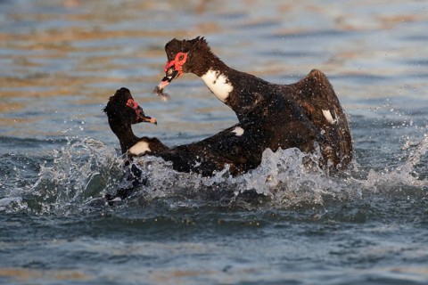 Muscovy Duck (Cairina moschata) fighting, Texas, USA