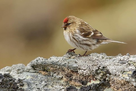Common Redpoll (Carduelis flammea) perched ona rock near Nome, Alaska