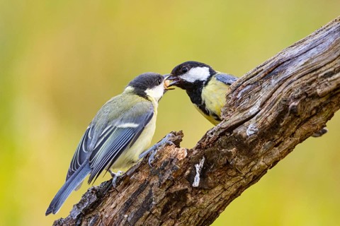 Great tit (Parus major) adult bird feeds young Germany
