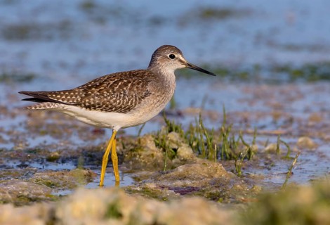 Lesser Yellowlegs (Tringa flavipes), British Columbia, Canada