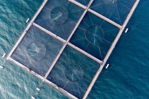 Salmon farm north of El Chaiten, top-down aerial view, Chile