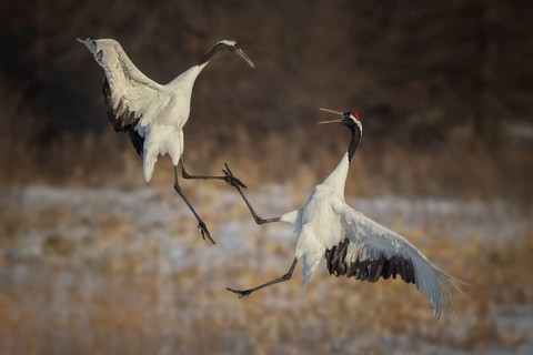 Red-crowned Crane (Grus japonensis) wrangling, Hokkaido, Japan