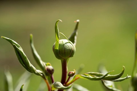 Close-up of a peony bud with elongated green stems and leaves against a blurred green background,